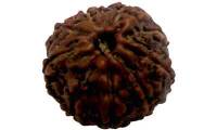 9 Mukhi Rudraksha Nepali